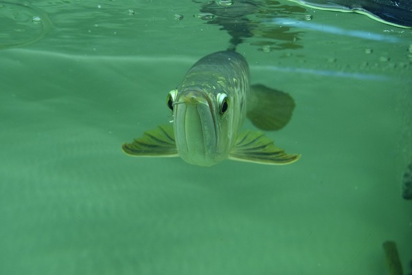 藍底過背金龍魚圖片高清（藍底過背金龍魚圖片高清大圖） 金龍魚百科