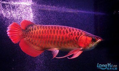 斑馬狗頭魚的飼養(yǎng)方法和注意事項(xiàng) 斑馬狗頭魚