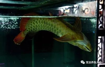 仁寿县文林镇刘氏水族馆（仁寿县文林镇刘氏水族馆地址）