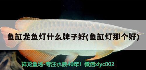 龍魚缸品牌十大排名（龍魚缸品牌十大排名圖片）