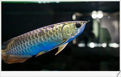 5米魚缸怎么承重的（5米魚缸怎么承重的）