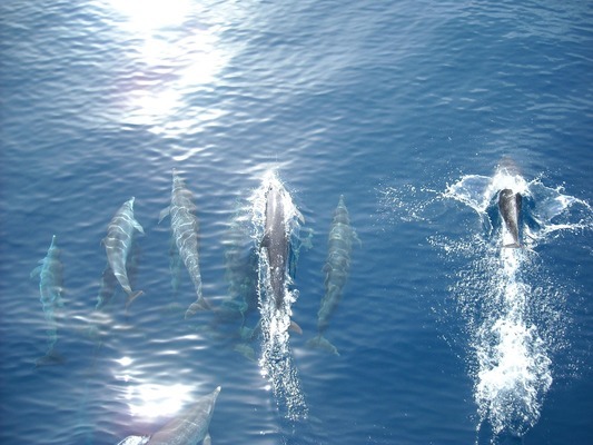 魚(yú)缸造景尺寸（魚(yú)缸造景尺寸標(biāo)準(zhǔn)） 魚(yú)缸百科