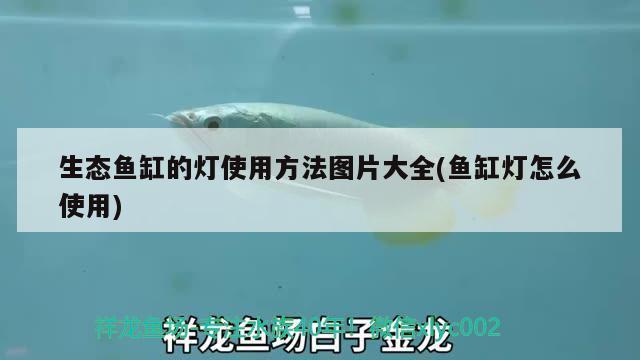 魚(yú)缸怎么爆藻需要多少w的燈（魚(yú)缸爆藻需要多少瓦的燈）