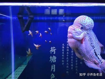 重慶魚缸清洗維修公司電話號(hào)碼 水族問答 第2張