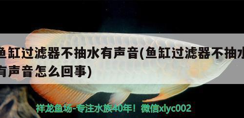 外來物種魔鬼魚泛濫成災(zāi)占領(lǐng)新加坡蓄水池新加坡蓄水池的動(dòng)物們你們好