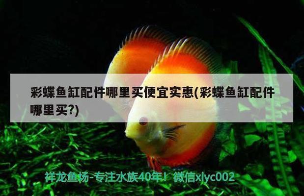 魚(yú)缸里放河石頭好嗎（魚(yú)缸里放河石頭好嗎視頻）