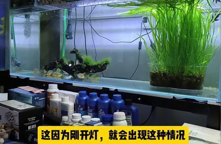 澳門金魚缸選秀視頻全集（澳門金魚缸表演） 祥龍水族醫(yī)院