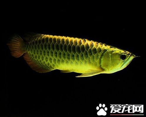 印尼紅龍魚(yú)怎么養(yǎng)的大（印尼紅龍魚(yú)怎么養(yǎng)的大一點(diǎn)） 紅龍魚(yú)百科