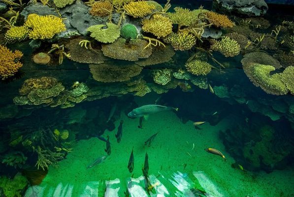 歷城區(qū)米多多水族店：