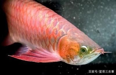 大慶賣魚缸的都在哪里買（大慶賣魚缸的都在哪里買的）