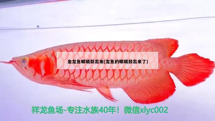 保定市二手魚缸轉(zhuǎn)讓信息網(wǎng)站（保定市二手魚缸轉(zhuǎn)讓信息網(wǎng)站電話）