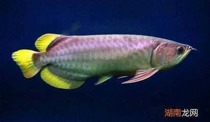 龍魚在哪里抓 水族問答