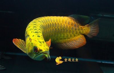 梅河口市清淼水族用品店（梅河口市清淼水族用品店電話）