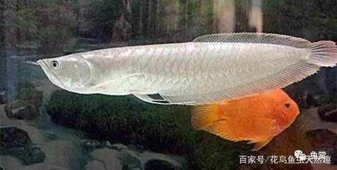 張家口觀賞魚批發(fā)市場地址在哪 水族問答