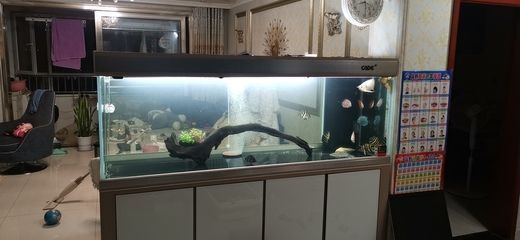 銀龍魚和鸚鵡混養(yǎng)（銀龍魚和鸚鵡混養(yǎng)銀龍吃不到東西）