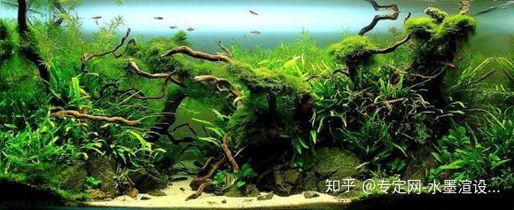 龍魚麻醉過后多久恢復身體正常（龍魚麻醉后遺癥）