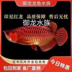 魚缸水能用礦泉水嗎視頻講解（魚缸水能用礦泉水嗎視頻講解一下）