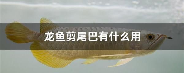 張掖魚缸售后維護(hù)電話號碼是多少（張掖魚缸售后維護(hù)電話號碼是多少號）