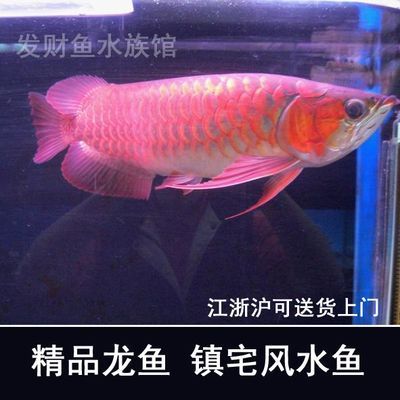 漯河金龍魚總代理在哪兒?。ㄤ鸷咏瘕堲~總代理在哪兒啊電話）