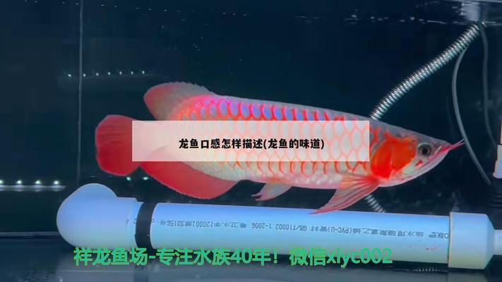 銀龍魚可以和什么魚一起養(yǎng)帶圖片的魚缸（銀龍魚可以和什么魚一起養(yǎng)帶圖片的魚缸）