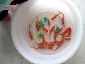 太原市杏花嶺區(qū)羅之戀水族館：