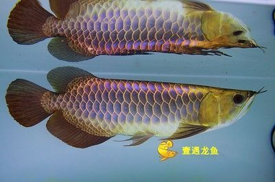 龍魚能和什么魚混養(yǎng)，龍魚能和什么魚混養(yǎng)的魚混養(yǎng)最好