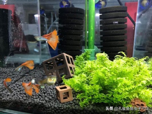 百色魚缸訂做（百色魚缸訂做廠家） 廣州龍魚批發(fā)市場(chǎng)