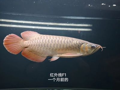 迷你雷龍魚品種圖片大全（迷你雷龍魚品種圖片大全大圖） 龍魚疾病與治療