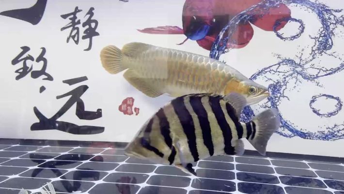 寧德水族維護(hù)（寧德水族館） 觀賞魚市場（混養(yǎng)魚）