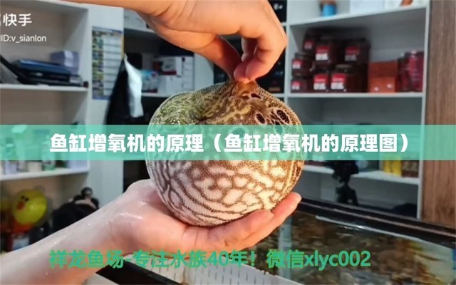 南陽(yáng)哪里賣魚缸市場(chǎng)最大的（南陽(yáng)哪里賣魚缸市場(chǎng)最大的店）