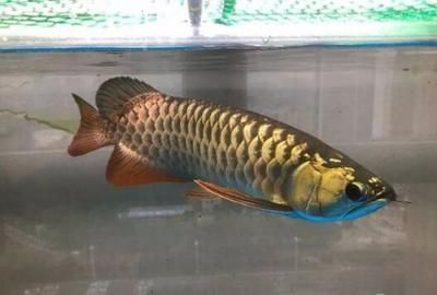 魚(yú)缸加熱棒多少錢(qián)一個(gè)合適 水族問(wèn)答 第1張