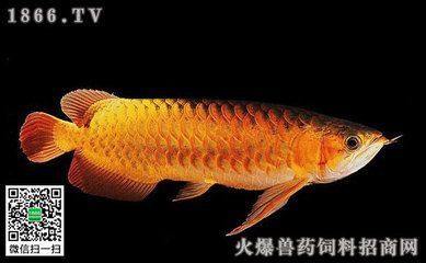 國(guó)內(nèi)最大的魚缸（國(guó)內(nèi)最大的魚缸水泵生產(chǎn)廠家是）