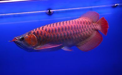 廉江市熱帶雨林水族館（廉江市熱帶雨林水族館電話）