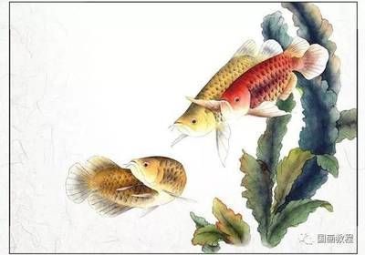 魚缸為什么長綠苔藻（魚缸長綠苔怎么回事） 水族問答