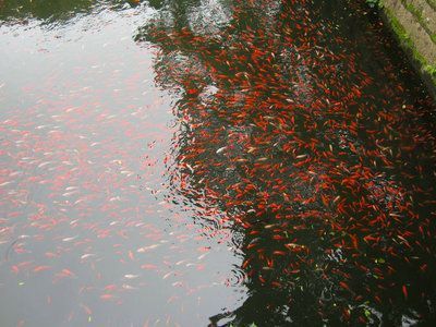 泰國雪鯽魚（泰國雪鯽魚和雙線側(cè)鯽的區(qū)別） 泰國雪鯽魚