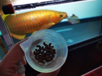 世界十大魚缸品牌：全球頂級魚缸品牌