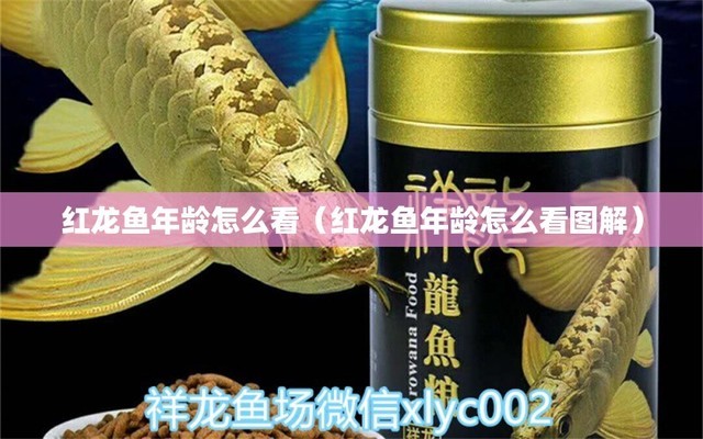 什么品種雷龍魚好看（什么品種雷龍魚好看又好養(yǎng)）