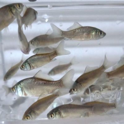 龍魚(yú)和什么龜混養(yǎng)最好（龍魚(yú)和什么龜混養(yǎng)最好看） 烏龜