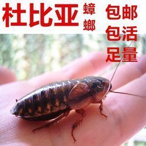 黃化銀龍魚養(yǎng)殖基地地址(黃龍魚的養(yǎng)殖技術(shù)) 銀龍魚百科