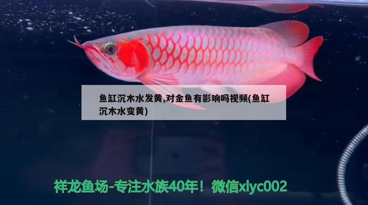 銀龍魚魚鱗潰爛了可以總高錳酸鉀嗎（銀龍魚魚鱗潰爛了怎么治） 銀龍魚百科