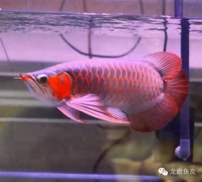 異型魚魚缸放黃臘石好嗎(異型魚缸用什么背景)