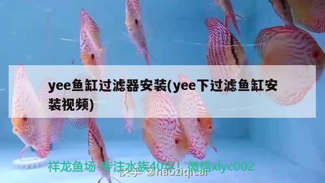 怎么把魚缸的魚撈出來（怎么把魚缸的魚撈出來養(yǎng)）