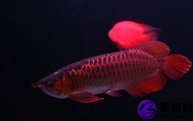 宁晋县梦景水族馆（宁晋县梦景水族馆电话）