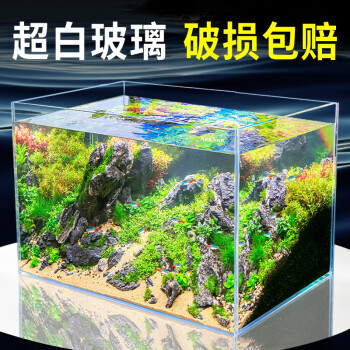 魚缸底砂種什么植物(魚缸底砂種什么植物比較好) 泰國虎魚（泰虎）