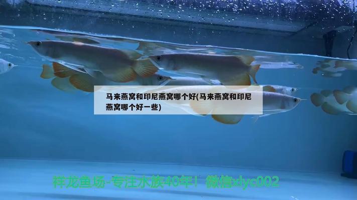 吉羅魚飼養(yǎng)環(huán)境（吉羅魚生長環(huán)境） 吉羅魚批發(fā)