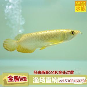 北京魚缸清理服務(wù)有限公司（北京魚缸清理服務(wù)有限公司電話）