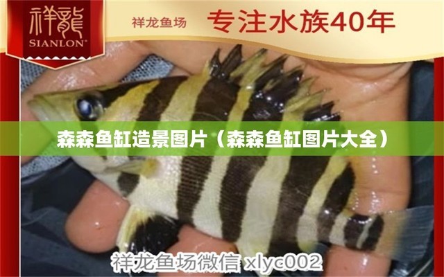 非洲虎魚(yú)：非洲虎魚(yú)圖片