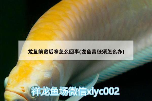 紅龍魚前寬后窄了怎么調整：-紅龍魚前寬后窄的體型問題調整 紅龍魚百科 第3張