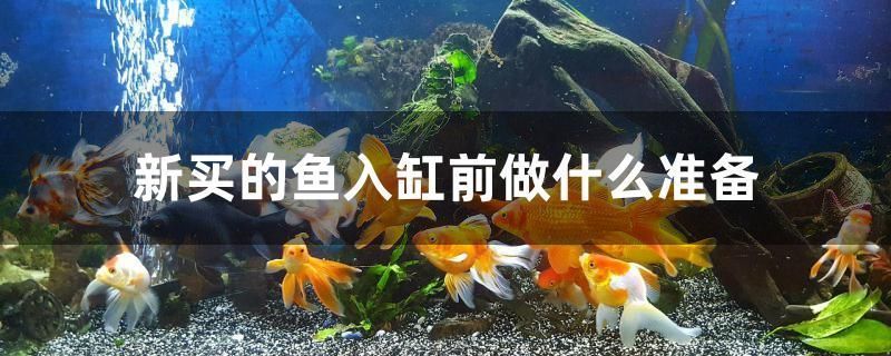 魚(yú)缸不想要了怎么處理風(fēng)水 水族問(wèn)答