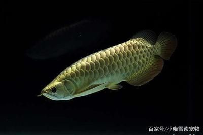 狗頭魚的飼養(yǎng)方法，